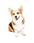 A very cute Pembroke Welsh Corgi Dog sitting while looking off to the side.