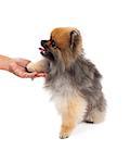 A cute Pomeranian Dog extending paw to a human hand.  Dog is sitting to the side with mouth open.