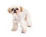 A cute Poodle and Maltese Mix Breed Dog standing while looking forward.