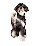 A cute Poodle Mix Breed Dog extending paw for a shake. Mouth is open.