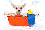 chihuahua dog in a bathtub not so amused about that , with yellow plastic duck and towel, covered in foam , isolated on white background