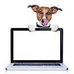 jack russell terrier dog licking with tongue behind a pc laptop computer screen, isolated on white background