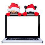 christmas couple of two  dogs with santa claus costume behind a laptop computer pc, isolated on white background