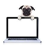 pug  dog  behind a laptop pc laptop computer screen, isolated on white background