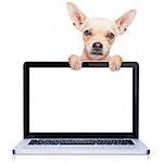 chihuahua dog  behind a laptop pc computer screen, isolated on white background