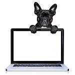 french bulldog dog  behind a laptop pc computer screen, isolated on white background