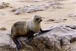 Small sea lion (Brown fur seal - Arctocephalus pusillus) in Cape Cross, Namibia, True wildlife photografy