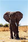 Portrait of African Elephant in Caprivi Game Park, Kavango, Namibia. True wildlife photography
