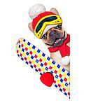 fawn french bulldog dog with ski equipment, wearing goggles , gloves , a hat and a red scarf,beside a white blank banner or placard, isolated on white background