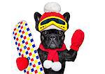 french bulldog dog with ski equipment, wearing goggles , gloves , a hat and a red scarf, isolated on white background
