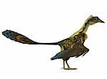 Archaeopteryx is the most primitive known bird and lived in the Jurassic Age of Germany.