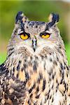 European or Eurasian Eagle Owl, Bubo Bubo, with big orange eyes