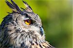 European or Eurasian Eagle Owl, Bubo Bubo, with big orange eyes and a natural green background