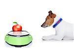 dog waiting to start eating  healthy apple, for diet,  isolated on white background