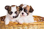 Two cute puppy of breed papillon in wicker basket on white background