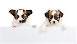 Two Papillon puppy, 1 month old, relies on blank banner. White background