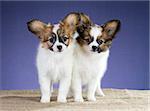 Two Papillon puppies standing on a blue background