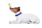 jack russell dog balancing a cookie treat with nose, isolated on white background