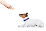 jack russell dog getting a cookie as a treat for good behavior,isolated on white background