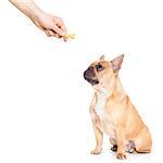 fawn bulldog dog getting a cookie as a treat for good behavior,isolated on white background