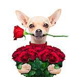 valentines chihuahua dog holding a bunch of red roses , one rose in mouth ,  isolated on white background