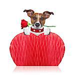 valentines  dog holding a  red rose with mouth ,isolated on white background