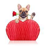 valentines french bulldog dog holding a  red rose with mouth ,isolated on white background