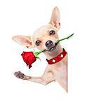 valentines chihuahua dog holding a  red rose with mouth ,behind white blank banner or placard,  isolated on white background