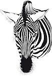 Zebra head from the front consisting of black lines on a white background