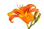 Close-up of Orange Lily Flower Isolated on White Baiickground