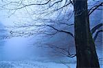 tree in winter foggy morning, Loffenau, Germany