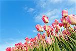 pink tulips on field over blue sky, Netherlands
