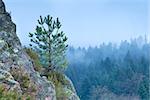 pine tree on rock stone in fog, Germany