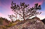 little pine tree on stone rock at sunset, Germany