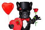 valentines french bulldog dog holding a present box , a balloon and  a  red rose , isolated on white background