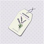 Health and Nature Collection. Label template with a herb on spotted seamless background. Lavender -  Lavandula angustifolia