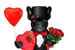 valentines french bulldog dog , holding a present of pralines , bunch of red roses and a balloon, isolated on white background