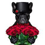 valentines french bulldog dog , holding bunch of red roses , isolated on white background