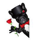 valentines french bulldog dog holding a red rose besides a white and blank banner , isolated on white background