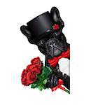 valentines french bulldog dog holding a bunch of red roses besides a white and blank banner , isolated on white background
