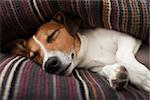 jack russell terrier dog under the blanket or sheets in bed , having a siesta and relaxing or sleeping