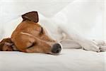 jack russell terrier dog under the blanket or sheets in bed , having a siesta and relaxing