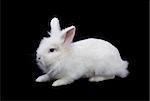 White rabbit with fluffy hair isolated on black