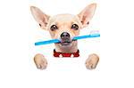 chihuahua dog holding a toothbrush with mouth behind blank banner or placard, isolated on white background