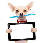 chihuahua dog holding a toothbrush with mouth holding a blank pc computer tablet touch screen, isolated on white background