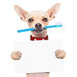 chihuahua dog holding a toothbrush with mouth holding a blank banner or placard, isolated on white background