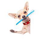 chihuahua dog holding a toothbrush with mouth behind a blank banner or placard, isolated on white background