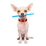 chihuahua dog holding a toothbrush with mouth , isolated on white background