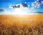 Field of ripe wheat at sunny day