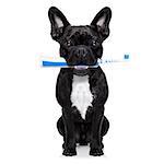 french bulldog dog holding electric toothbrush with mouth , isolated on white background